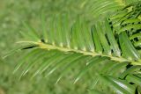 Torreya nucifera. Верхушка побега. Германия, г. Дюссельдорф, Ботанический сад университета. 04.09.2013.