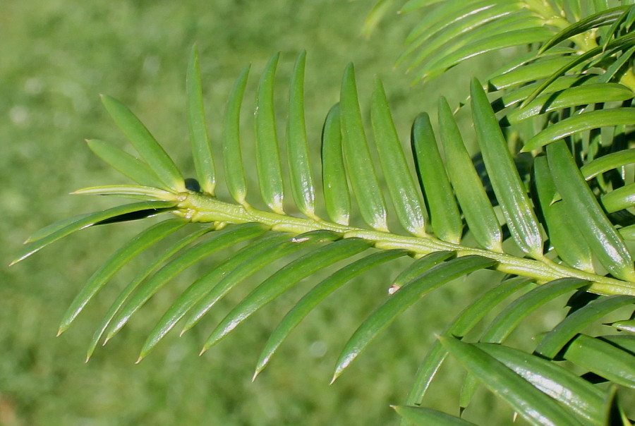 Изображение особи Torreya nucifera.