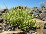 Anabasis truncata. Цветущее растение в щебнистой чернобоялычево-сублессингополынной пустыне на гребне сопки. Казахстан, Алматинская обл., Алакольский р-н; Северное Прибалхашье, бугор Жаксыбулак. 06.06.2009.
