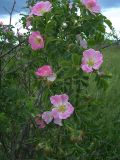 Rosa canina. Часть цветущего растения. Курская обл., Поныровский р-н, с. Брусовое. 13 июня 2007 г.