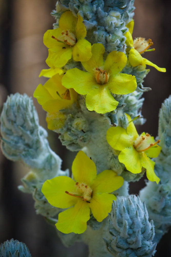 Image of Verbascum gnaphalodes specimen.