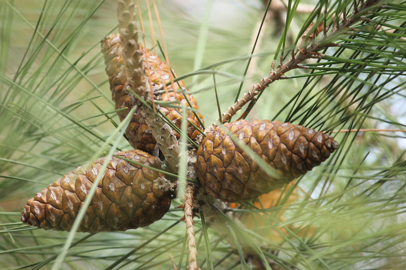 Изображение особи Pinus pityusa.