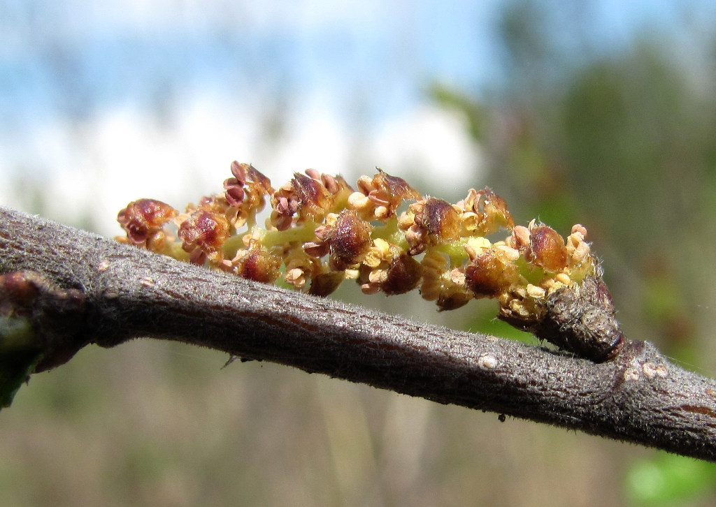 Image of Betula nana specimen.