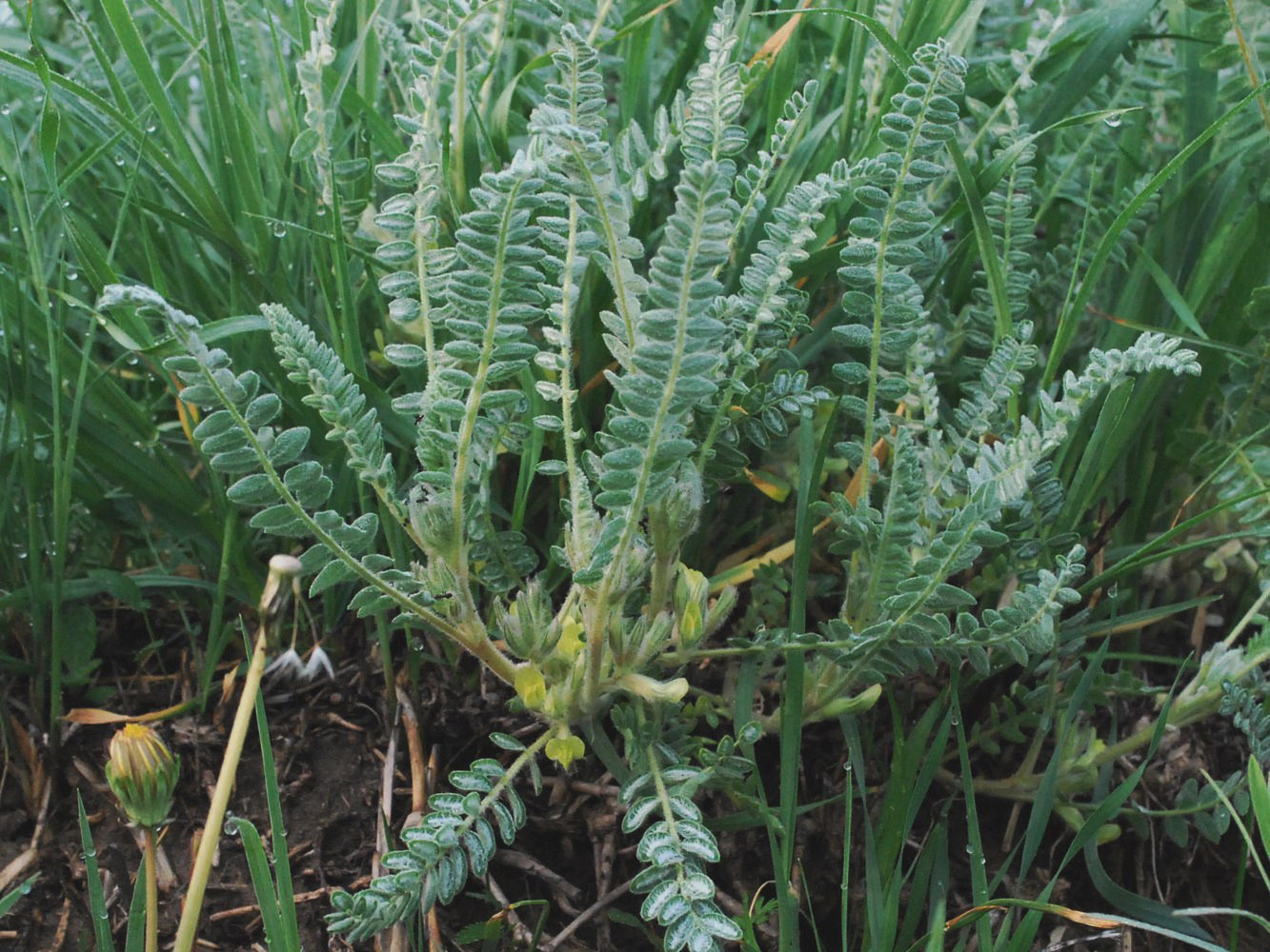 Image of Astragalus mucidus specimen.