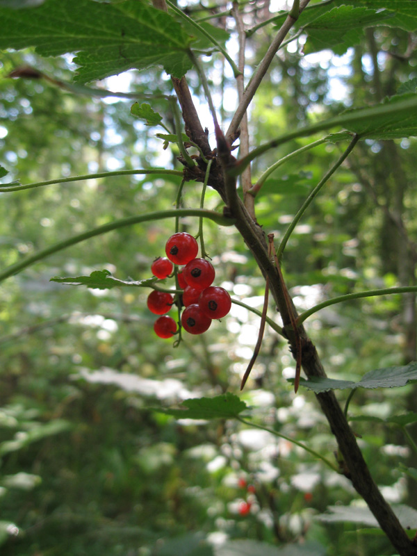 Изображение особи Ribes scandicum.