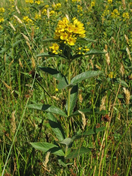 Image of Lysimachia vulgaris specimen.