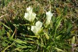 Gentiana algida