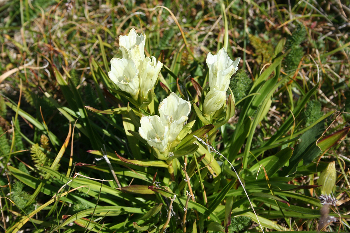 Изображение особи Gentiana algida.