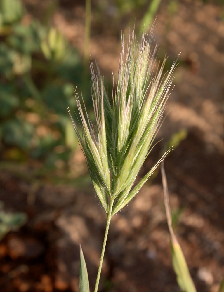 Изображение особи Anisantha fasciculata.