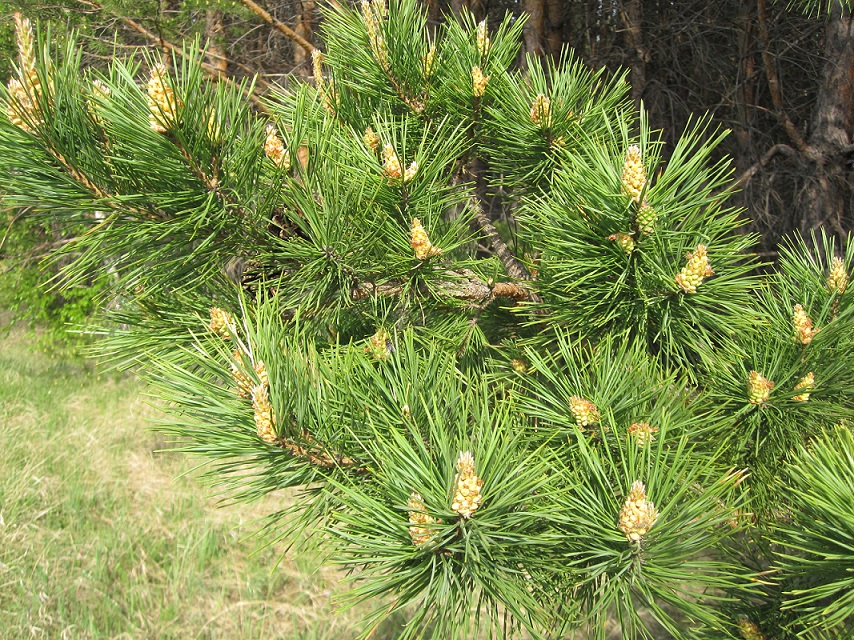 Image of Pinus sylvestris specimen.