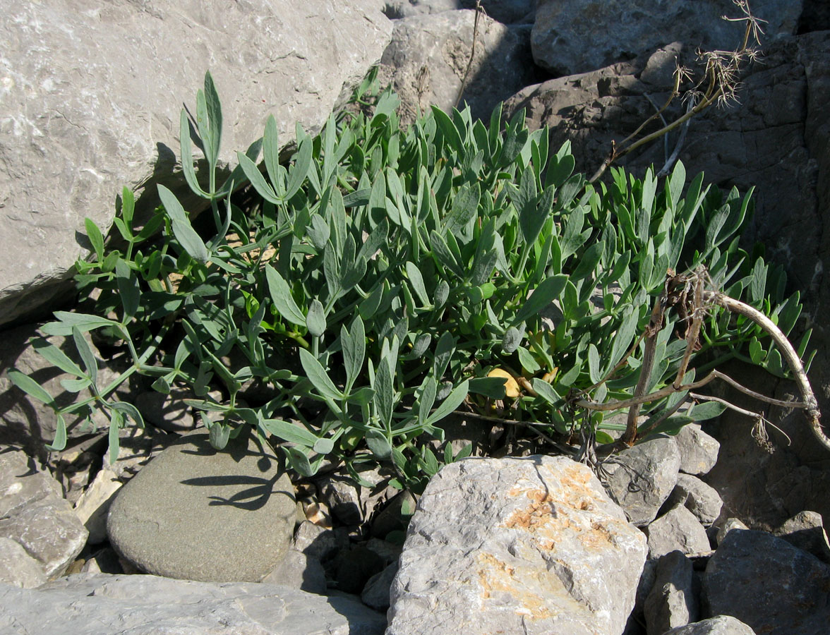 Изображение особи Crithmum maritimum.