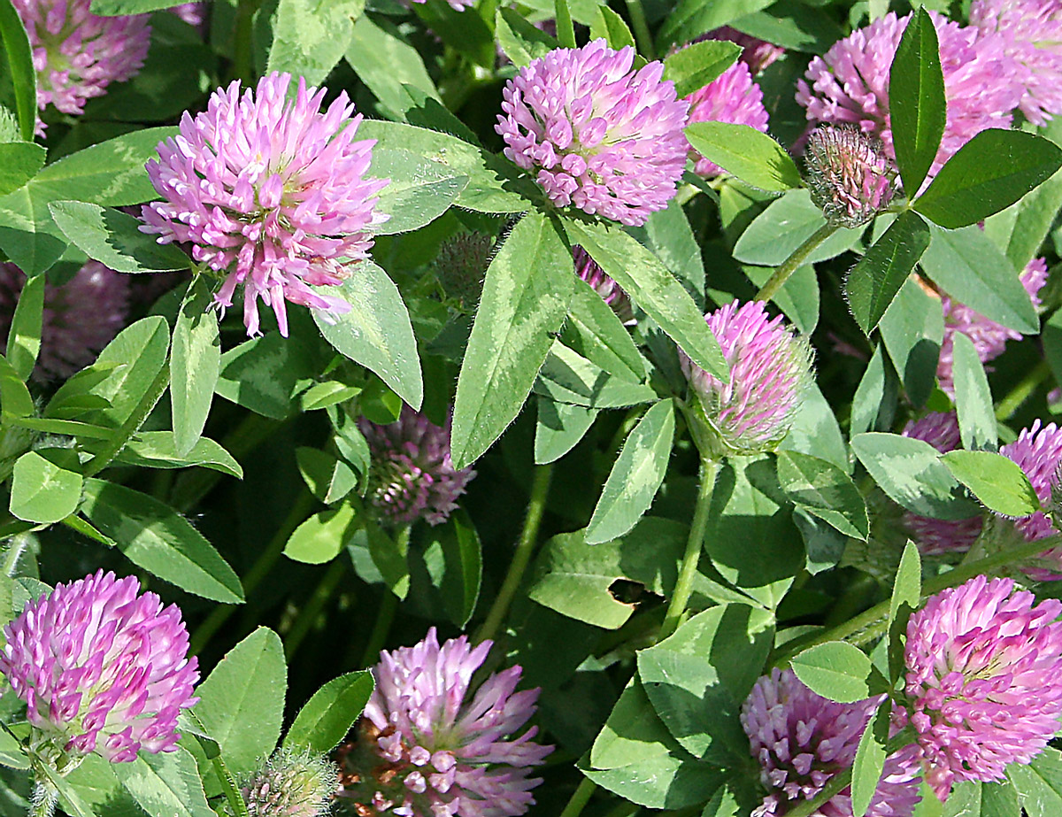 Изображение особи Trifolium pratense.