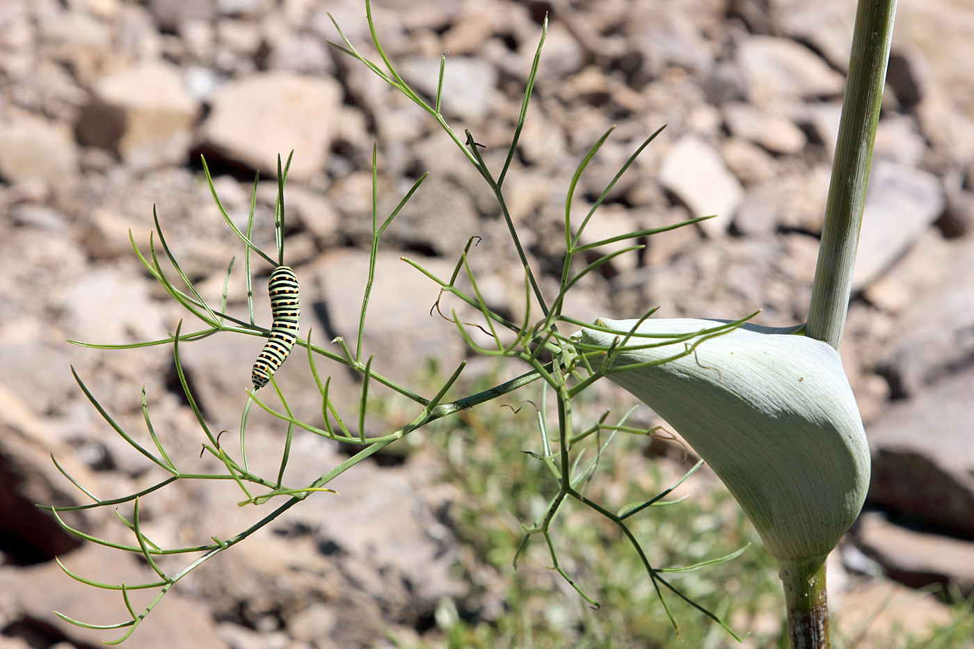 Изображение особи Ferula ugamica.