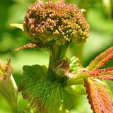 Filipendula palmata