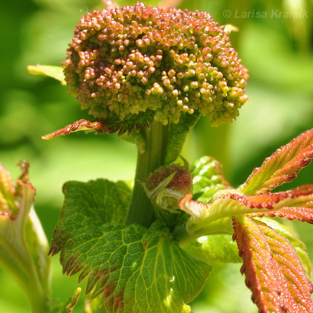 Изображение особи Filipendula palmata.