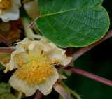Actinidia chinensis разновидность deliciosa. Цветок и часть листа. Германия, г. Дюссельдорф, Ботанический сад университета. 02.06.2014.