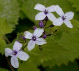 Lunaria rediviva