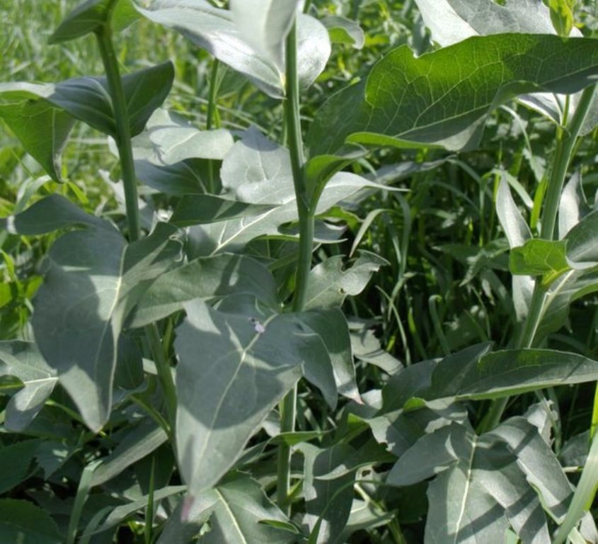 Image of Rudbeckia occidentalis specimen.