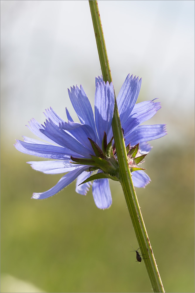 Image of Cichorium intybus specimen.