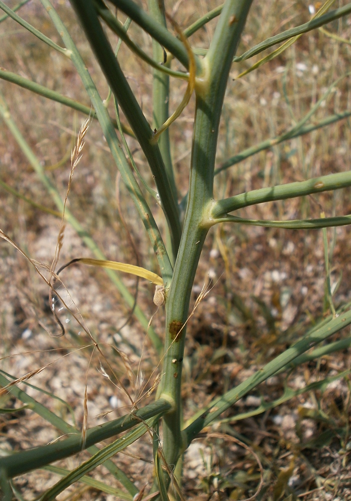 Изображение особи Chondrilla juncea.