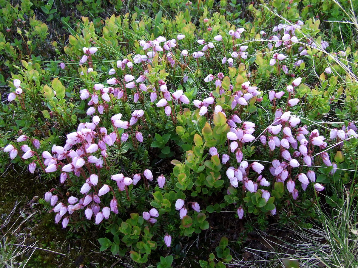 Изображение особи Phyllodoce caerulea.