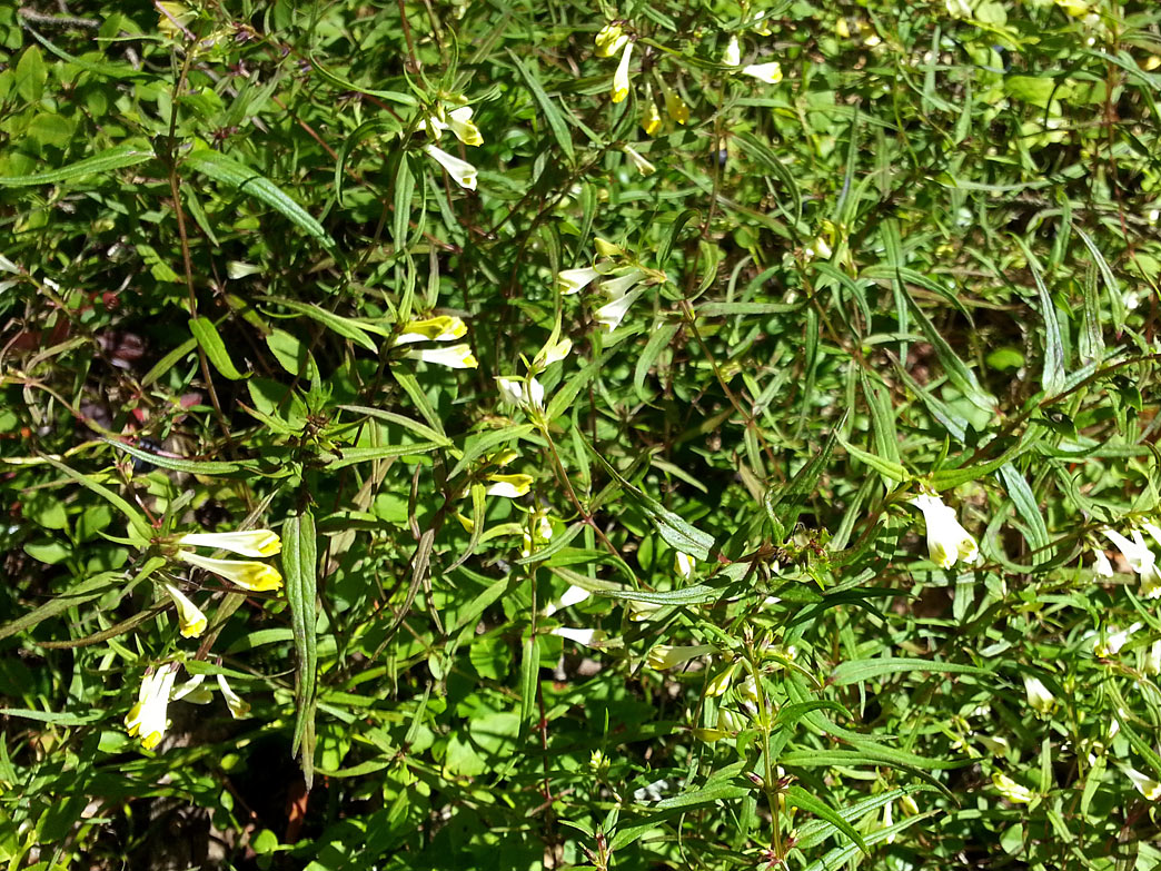 Изображение особи Melampyrum pratense.