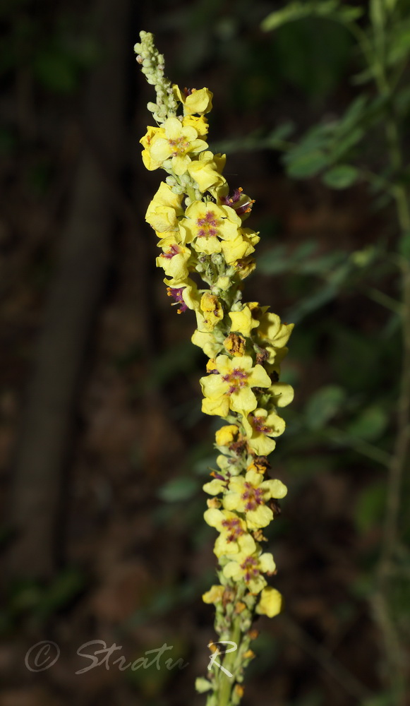 Изображение особи Verbascum nigrum.