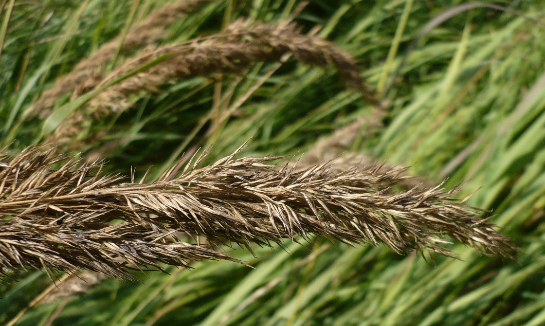 Изображение особи Calamagrostis epigeios.