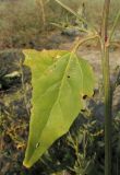 Atriplex micrantha. Стеблевой лист. Крым, окр. Феодосии, Баракольская долина, берег соленого озера. 13 августа 2014 г.