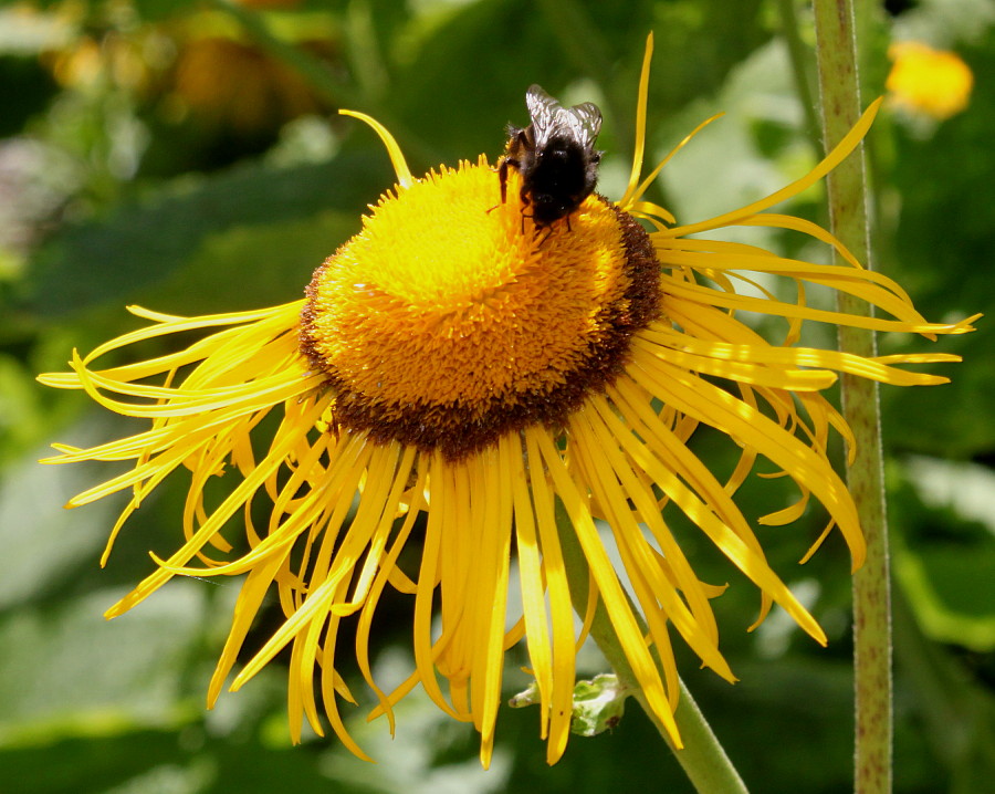 Изображение особи Telekia speciosa.