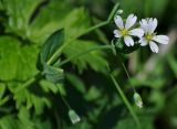 Cerastium davuricum