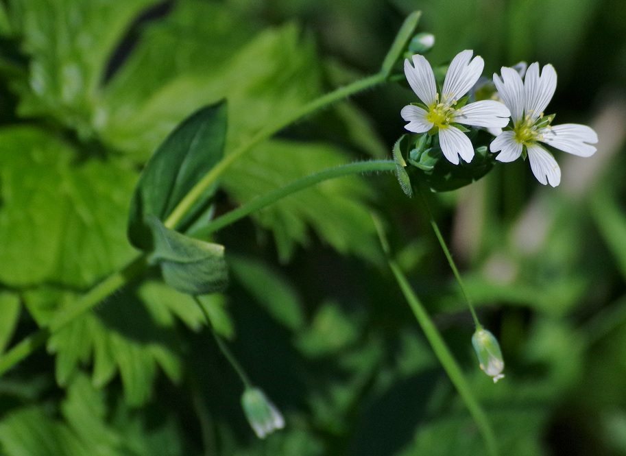 Image of Cerastium davuricum specimen.