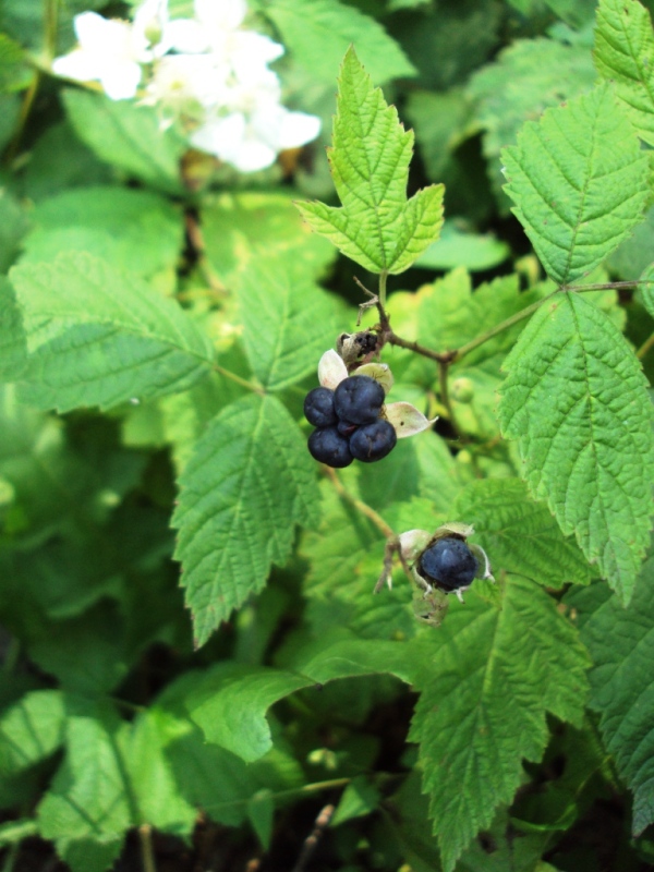 Изображение особи Rubus caesius.