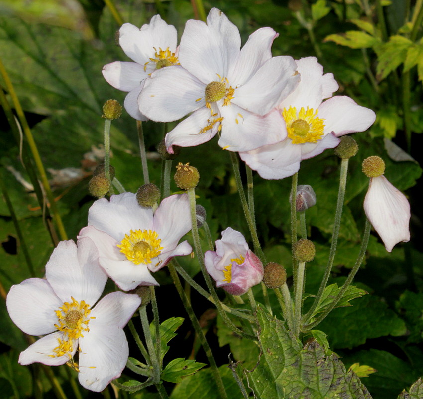 Изображение особи Anemone hupehensis.