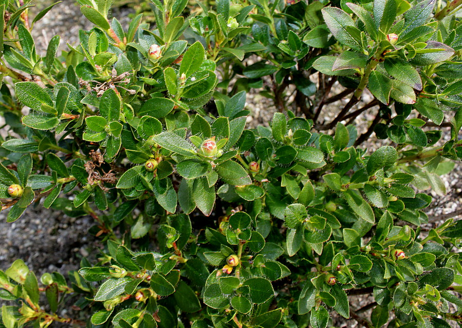 Изображение особи Rhododendron hirsutum.