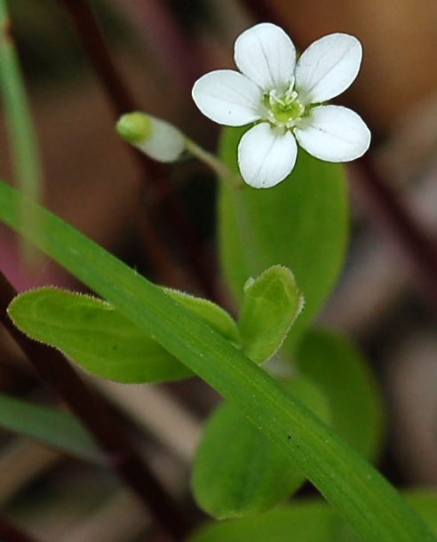 Изображение особи Moehringia lateriflora.