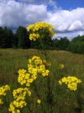 Senecio jacobaea