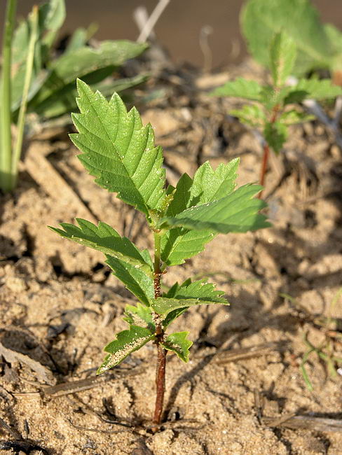 Image of Ulmus glabra specimen.