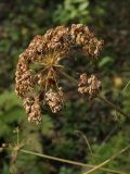 Angelica sylvestris. Соцветие с вызревшими плодами. Санкт-Петербург, Старый Петергоф, парк \"Сергиевка\". Конец сентября 2008 г.