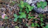 Trifolium pratense