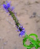 Veronica longifolia. Соцветие. Республика Татарстан, Елабужский р-н, берег р. Кама. 02.07.2009.