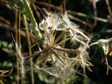 Tragopogon elatior. Соплодие. Крым, Севастополь, м. Фиолент. 8 октября 2009 г.