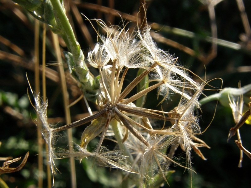 Image of Tragopogon elatior specimen.