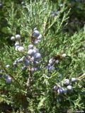 Juniperus excelsa