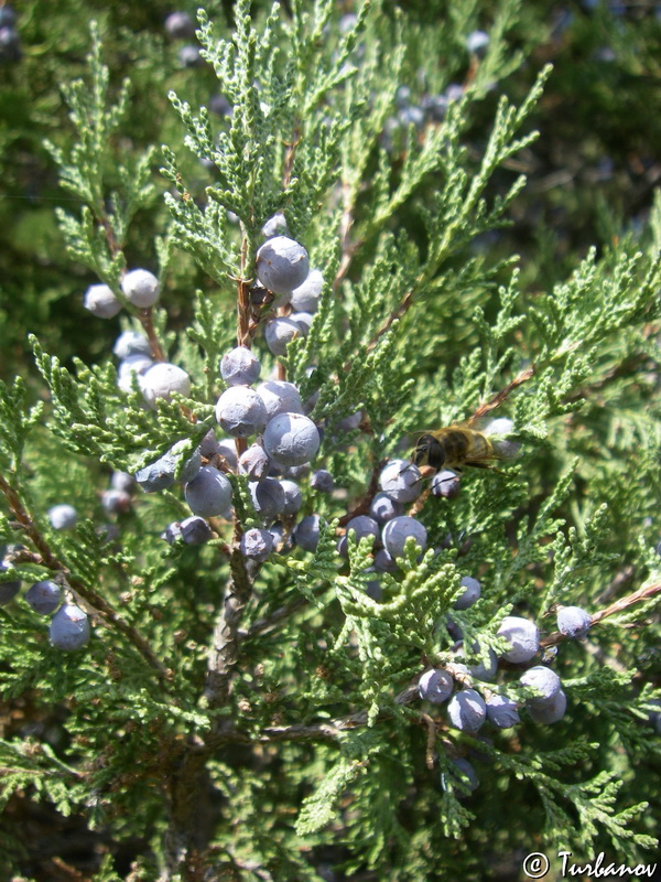 Изображение особи Juniperus excelsa.