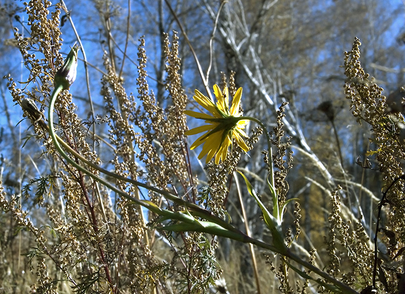 Image of Tragopogon orientalis specimen.