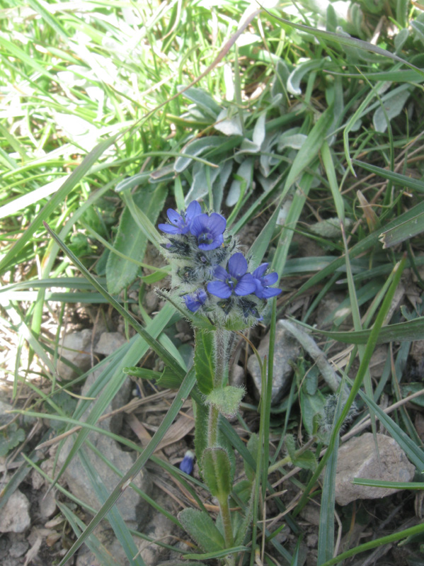 Image of Veronica ciliata specimen.