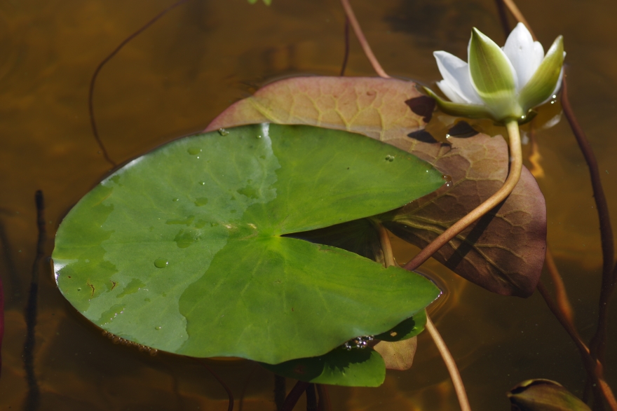 Image of Nymphaea candida specimen.