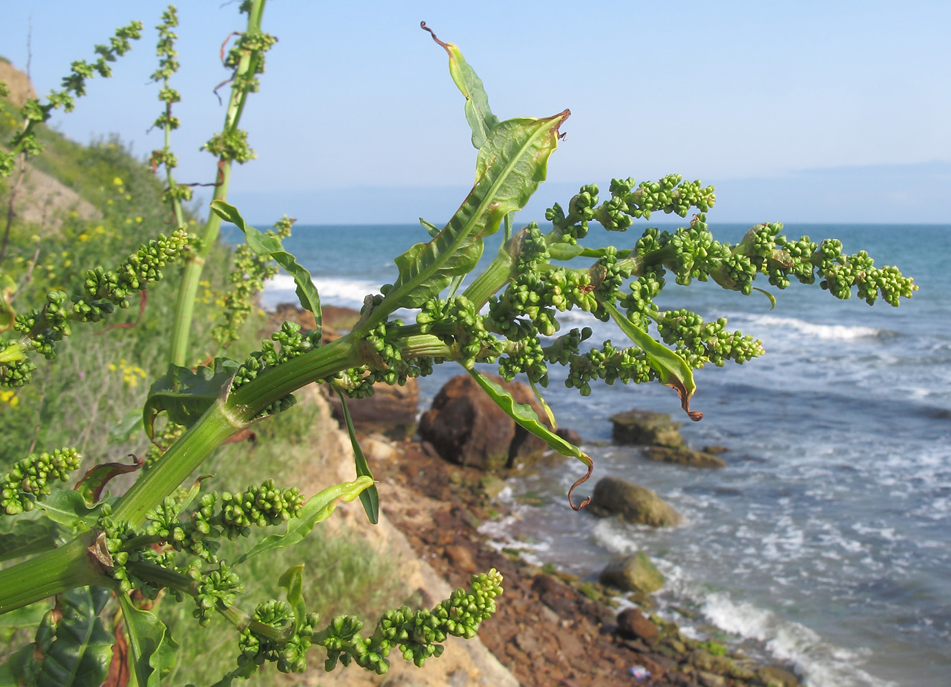 Image of Rumex patientia ssp. orientalis specimen.