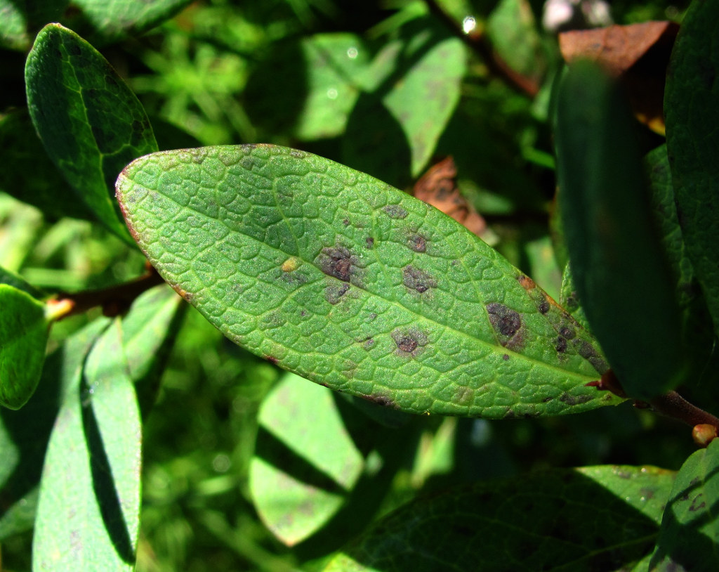 Image of Vaccinium uliginosum specimen.